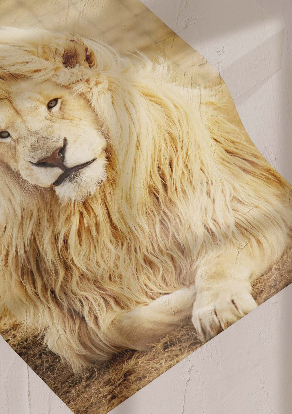 Лъв албинос (30х40см)