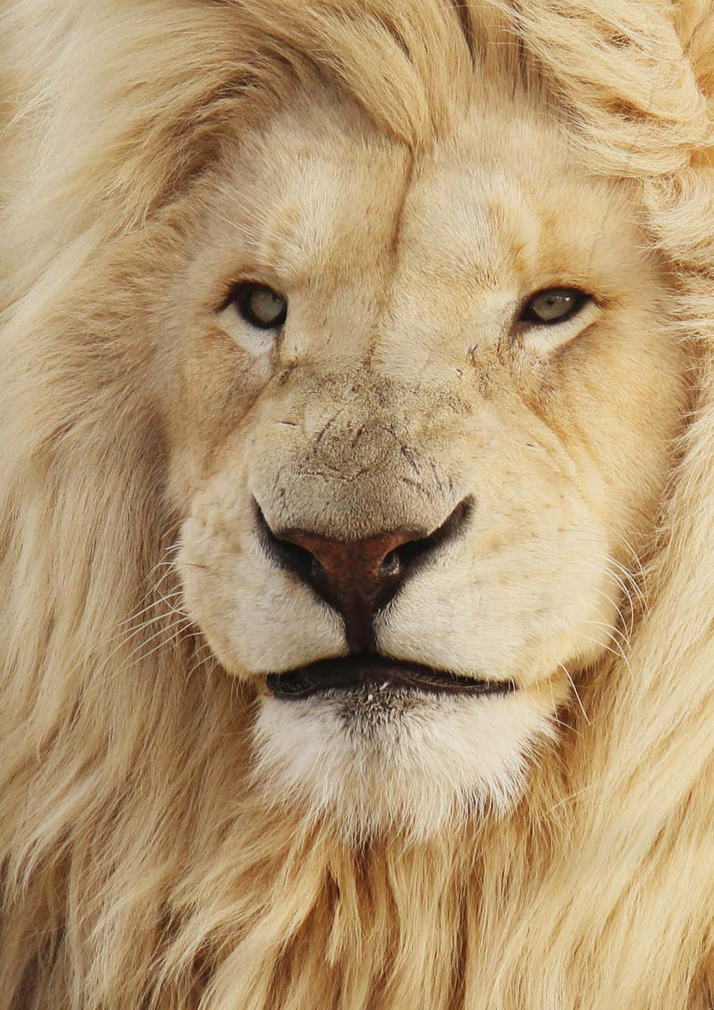 Лъв албинос (30х40см)