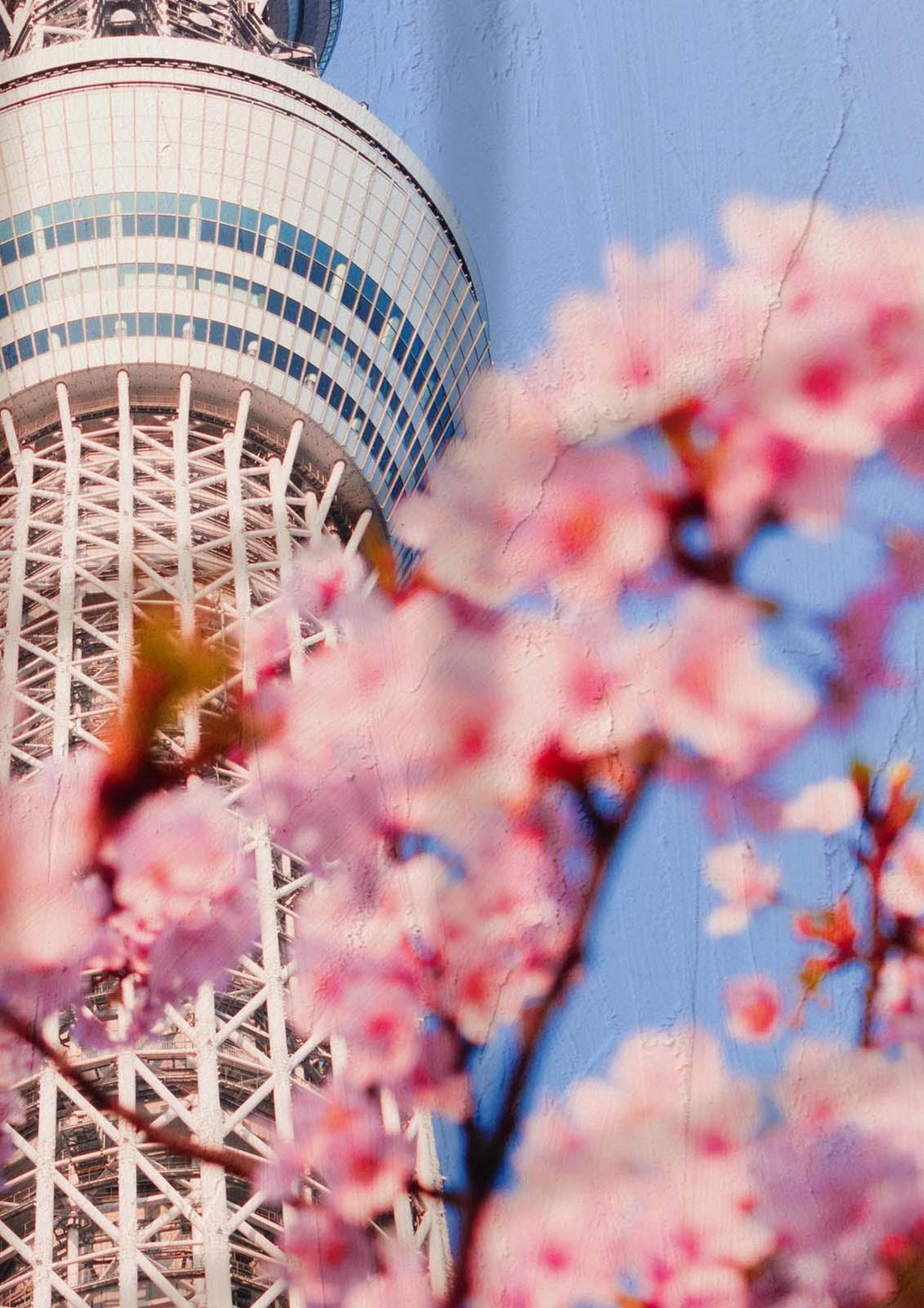 Сакура и небето на Токио (50х70см.)