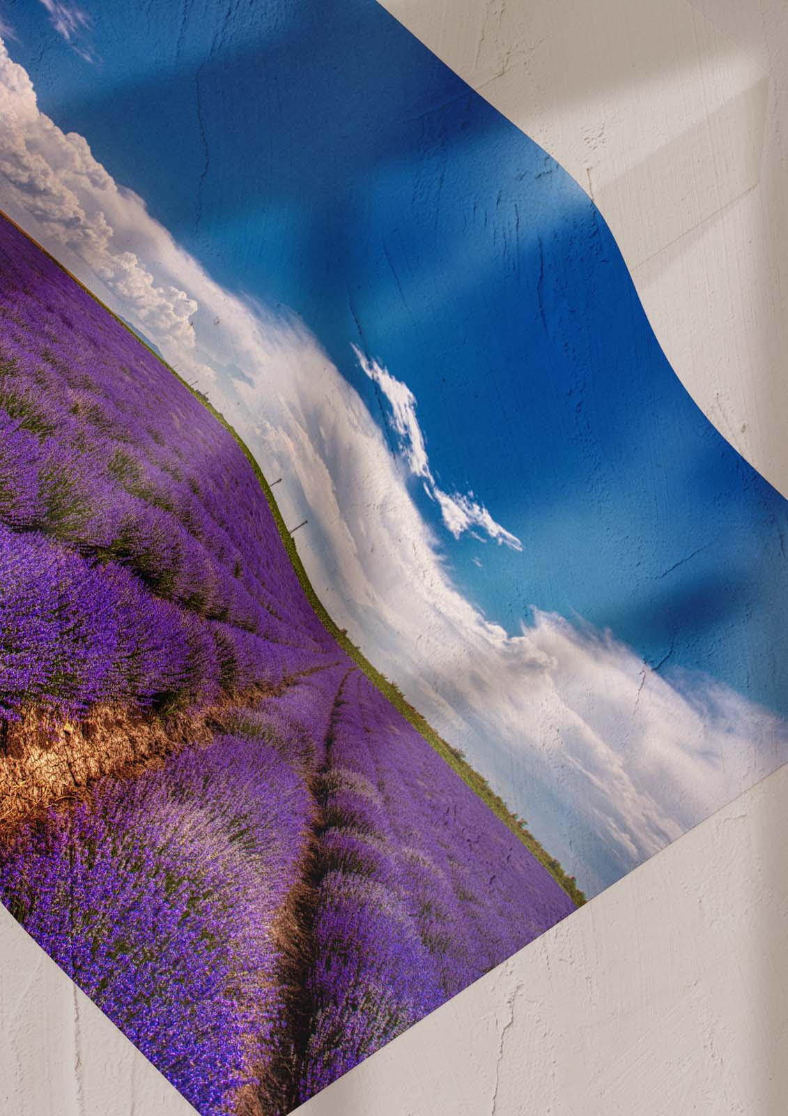 Лавандулово поле (60х40см.)