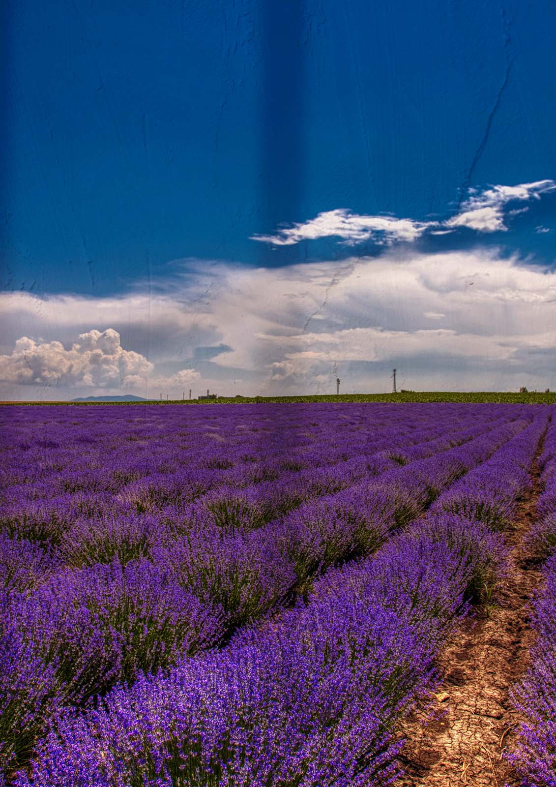 Лавандулово поле (60х40см.)